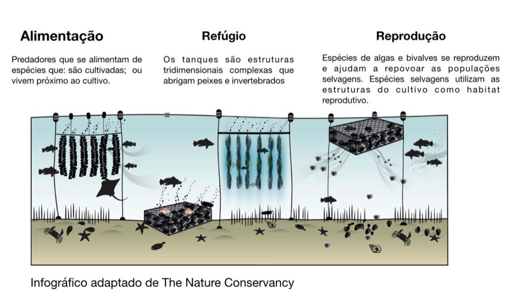 Infográfico adaptado de The Nature Conservancy