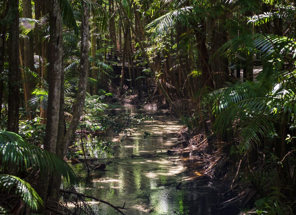 Fraser Island Rainforest