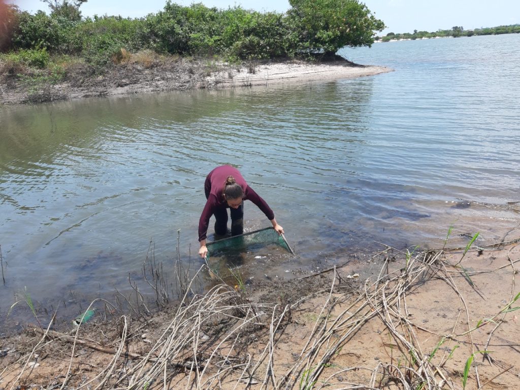 Inventario de peces en Lençóis Maranhenses - MA, Brasil. Fuente propia: Pamella Brito