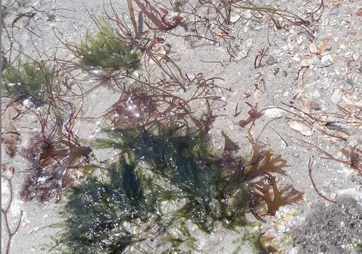 Algas en una poza de marea en la playa de Marcela, São Luís – MA. Fuente: Propia (Cícero Alves)