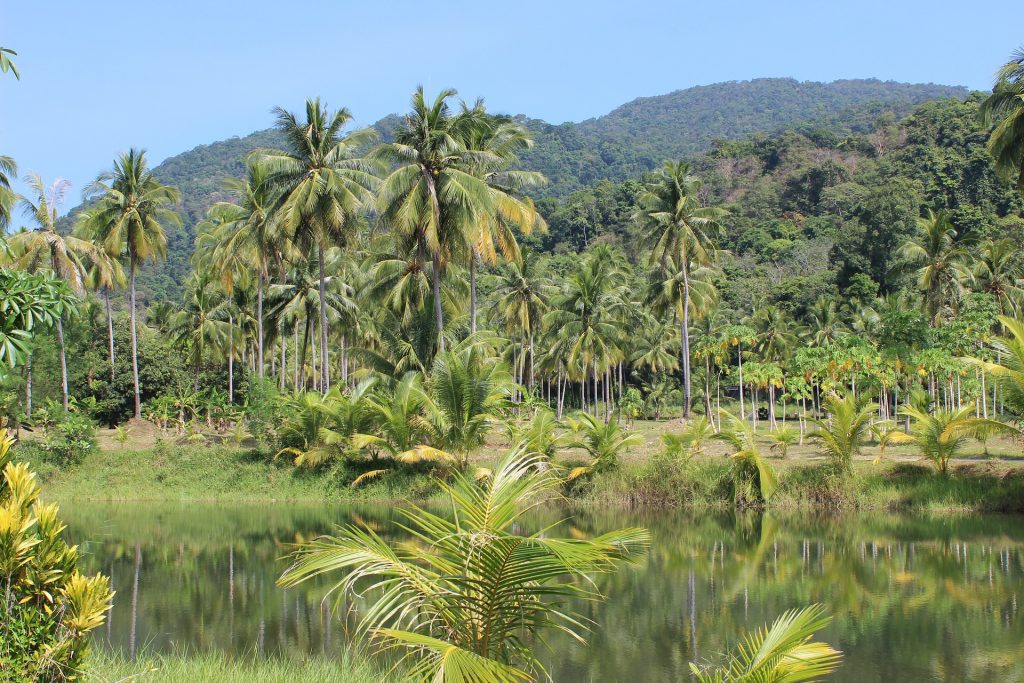 Bosque tropical.