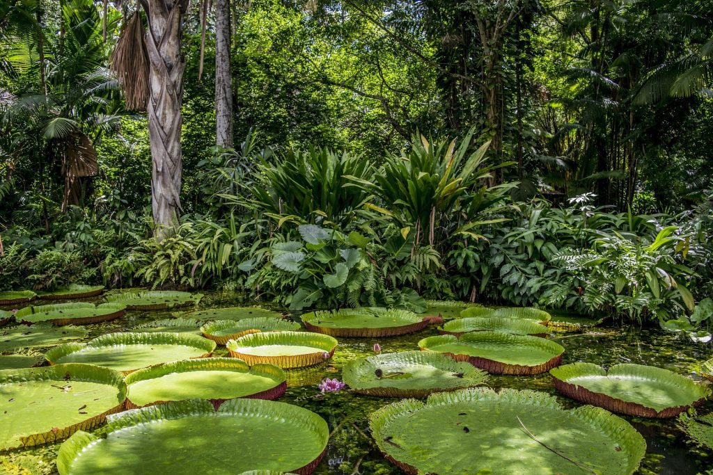 Floresta amazônica.