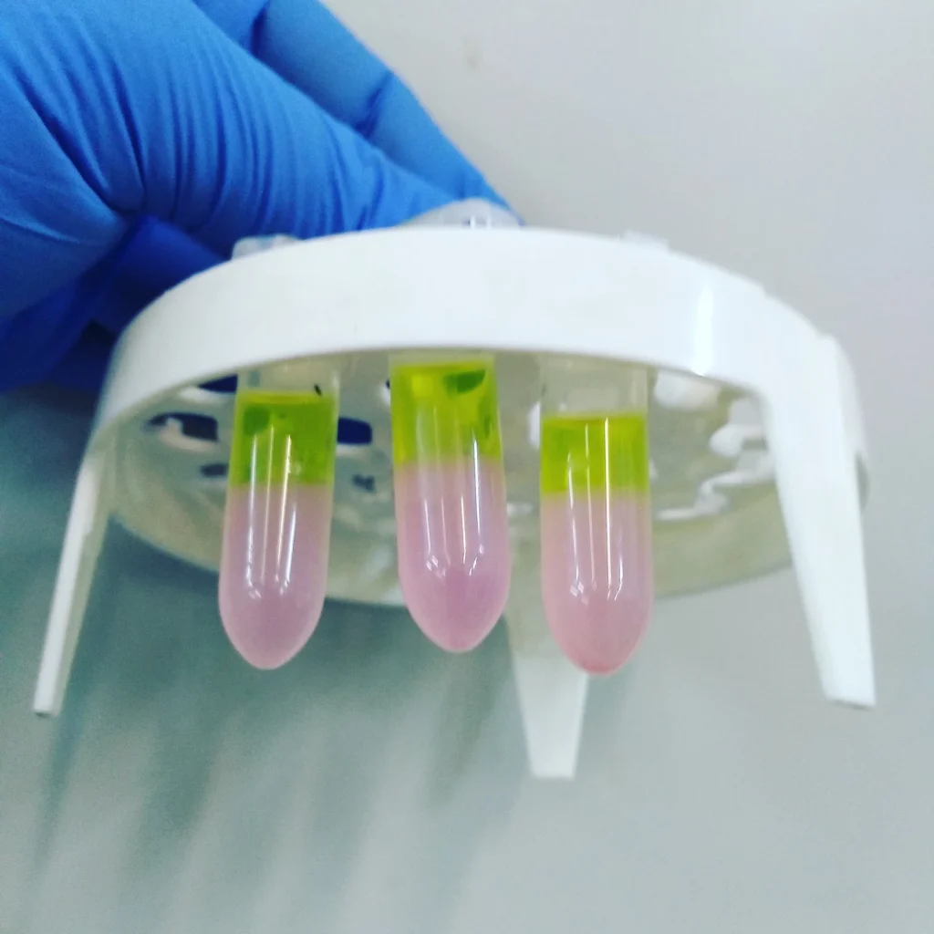 Proceso de extracción de pigmentos y agar de algas rojas (derecha). Fuente: Propia (Cícero Alves)